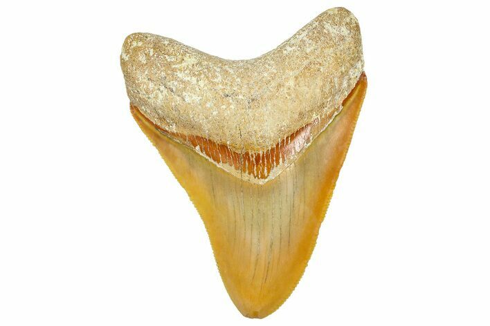 Serrated, Fossil Megalodon Tooth From Morocco - Rare Location #365185